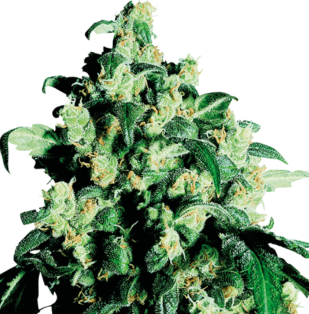 Sensi Seeds - Super Skunk Regolare - 10 semi