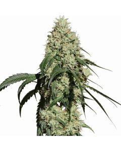 Medical Marijuana Genetics - Nagual