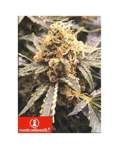 Medical Seeds - Recovery CBD