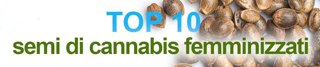 Top 10 semi cannabis femminizzati