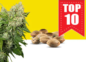 Online Sale of Collectible Cannabis Seeds